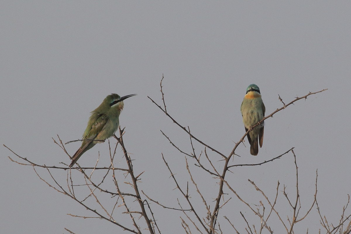 שרקרק ירוק - ML645299421