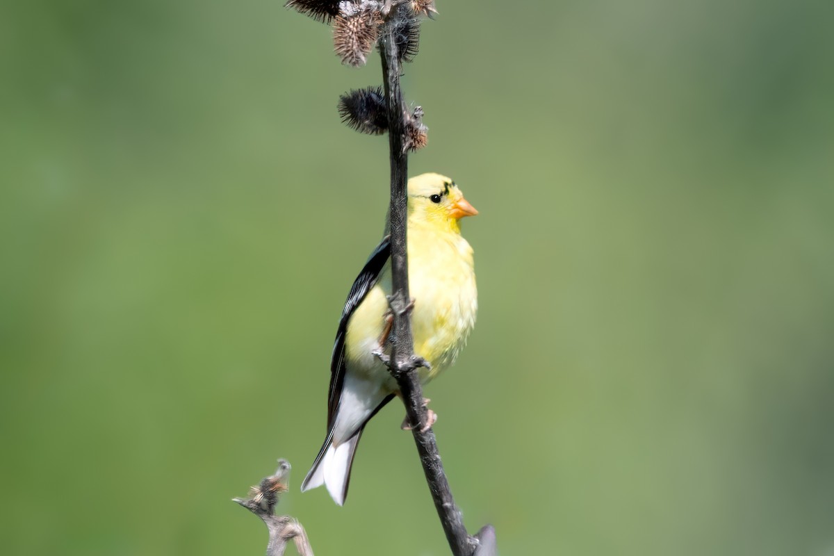 American Goldfinch - ML645299422