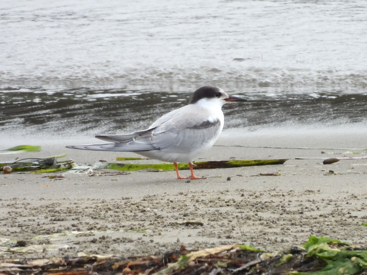 rybák obecný - ML645299441