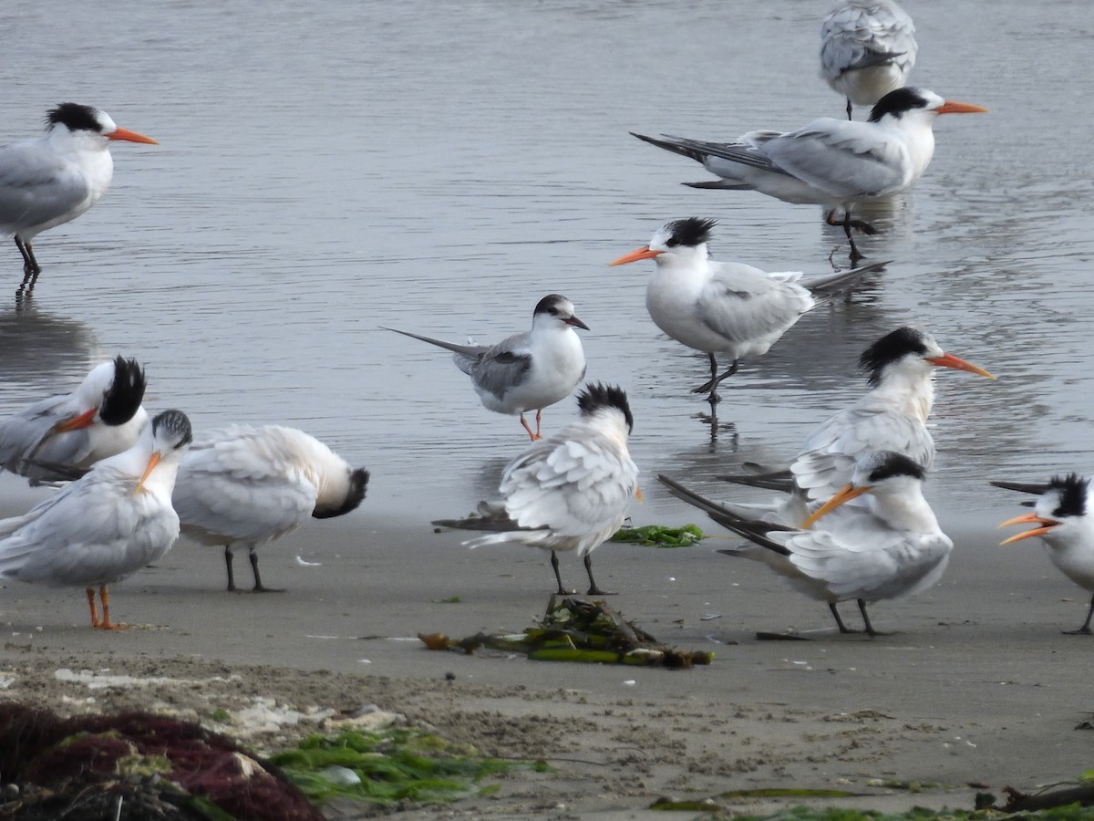 rybák obecný - ML645299442