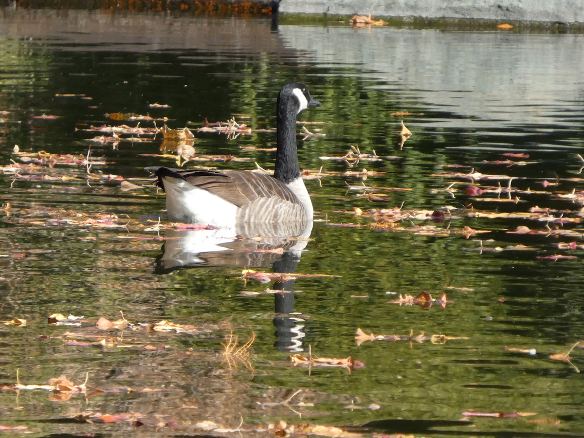 Canada Goose - ML645299443