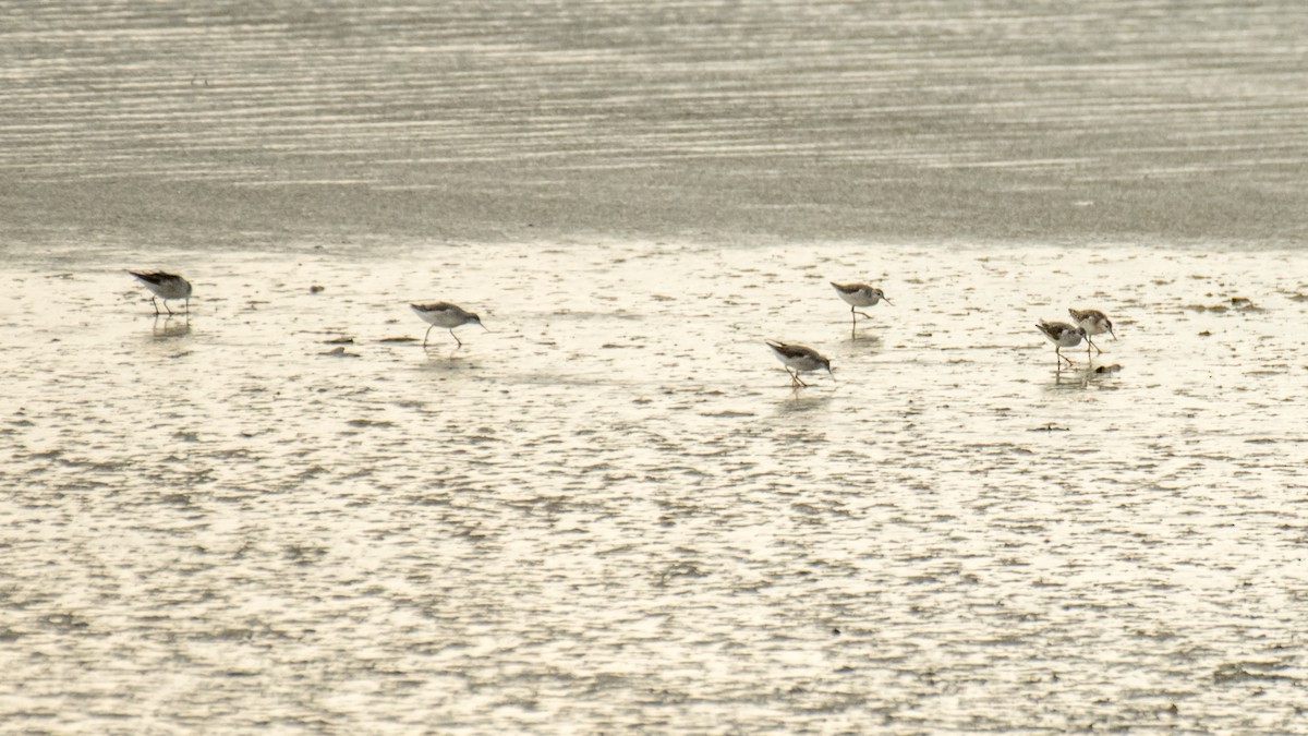 lyskonoh dlouhozobý - ML645299444