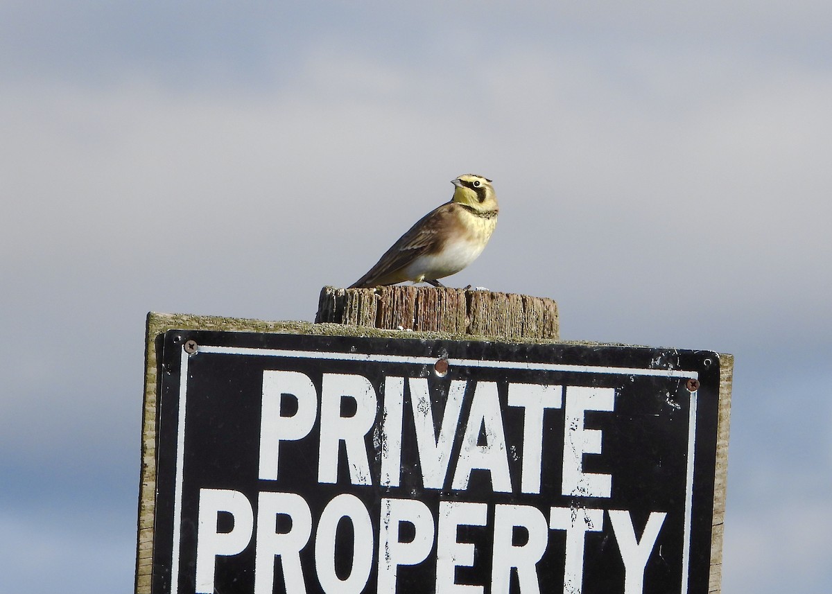 Horned Lark - ML645299446