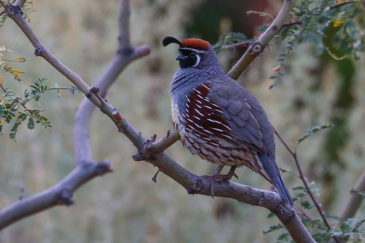Gambel's Quail - ML645299448
