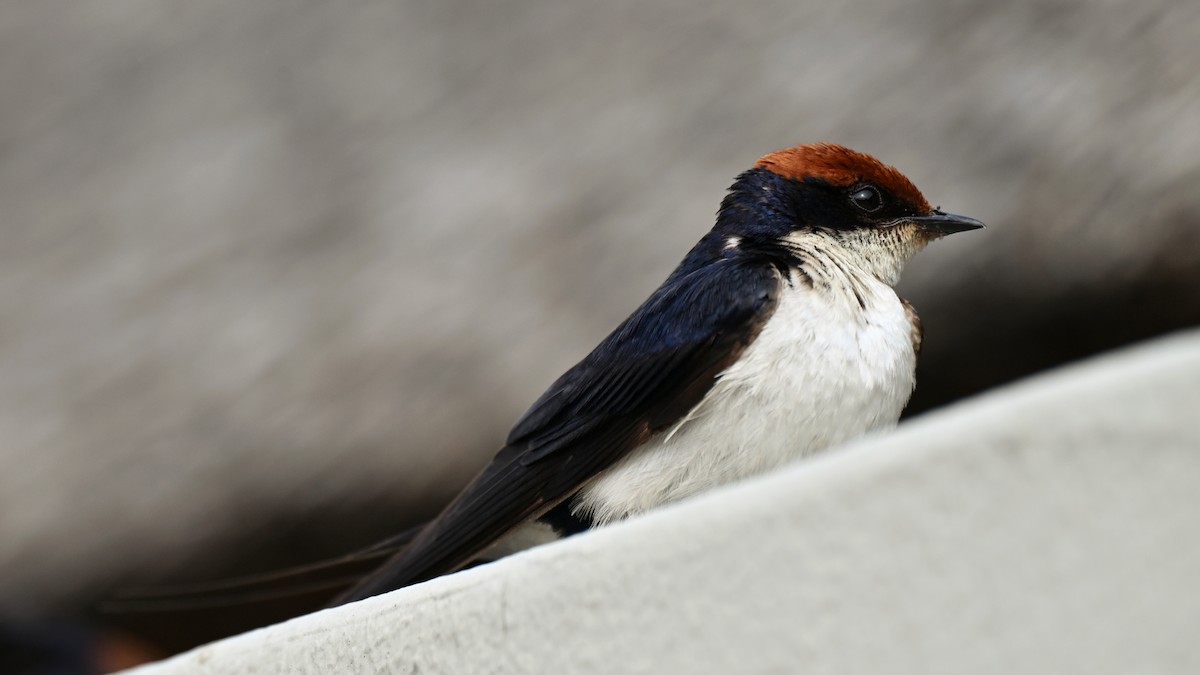 Wire-tailed Swallow - ML645299453