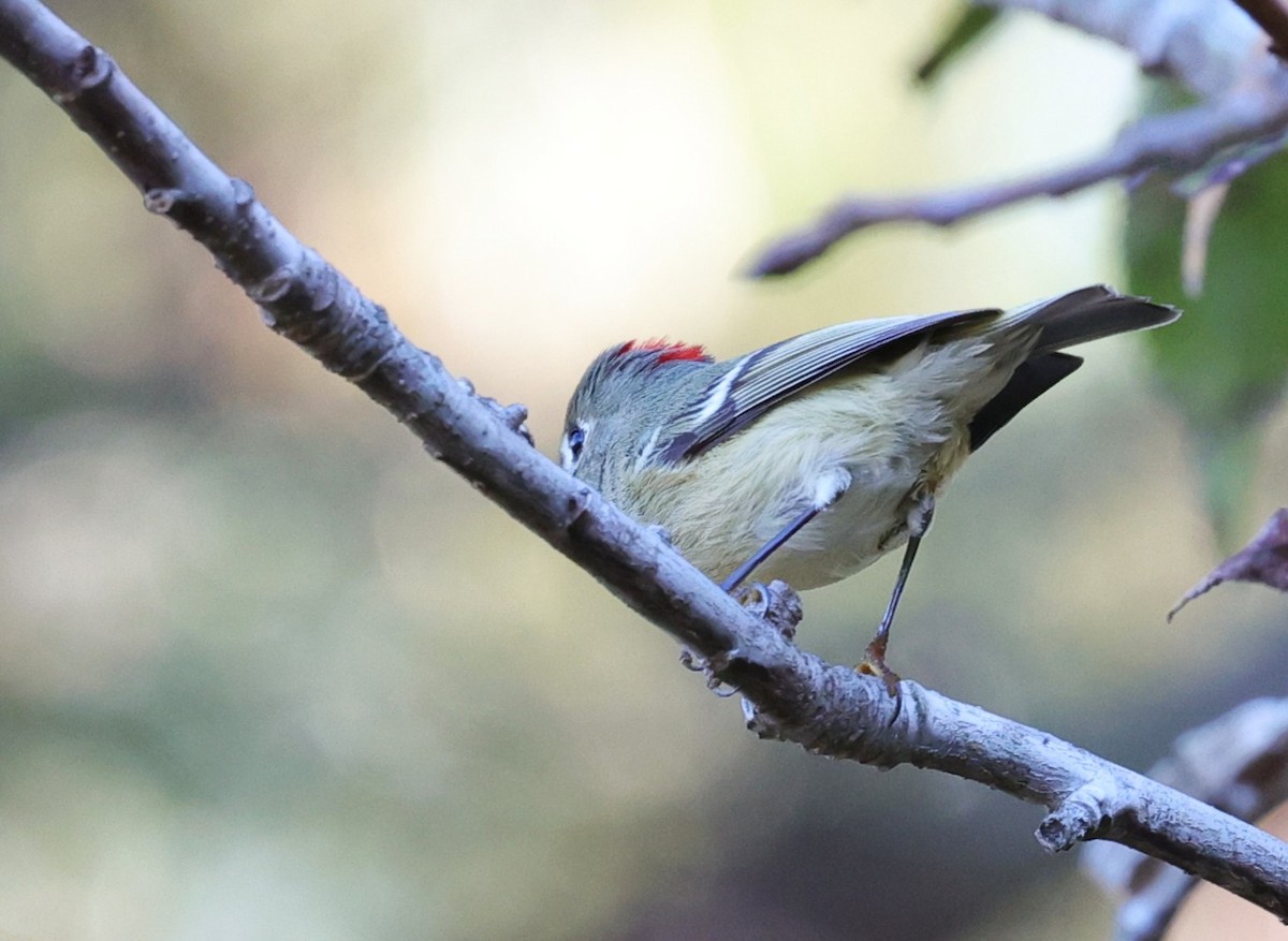 Ruby-crowned Kinglet - ML645299457