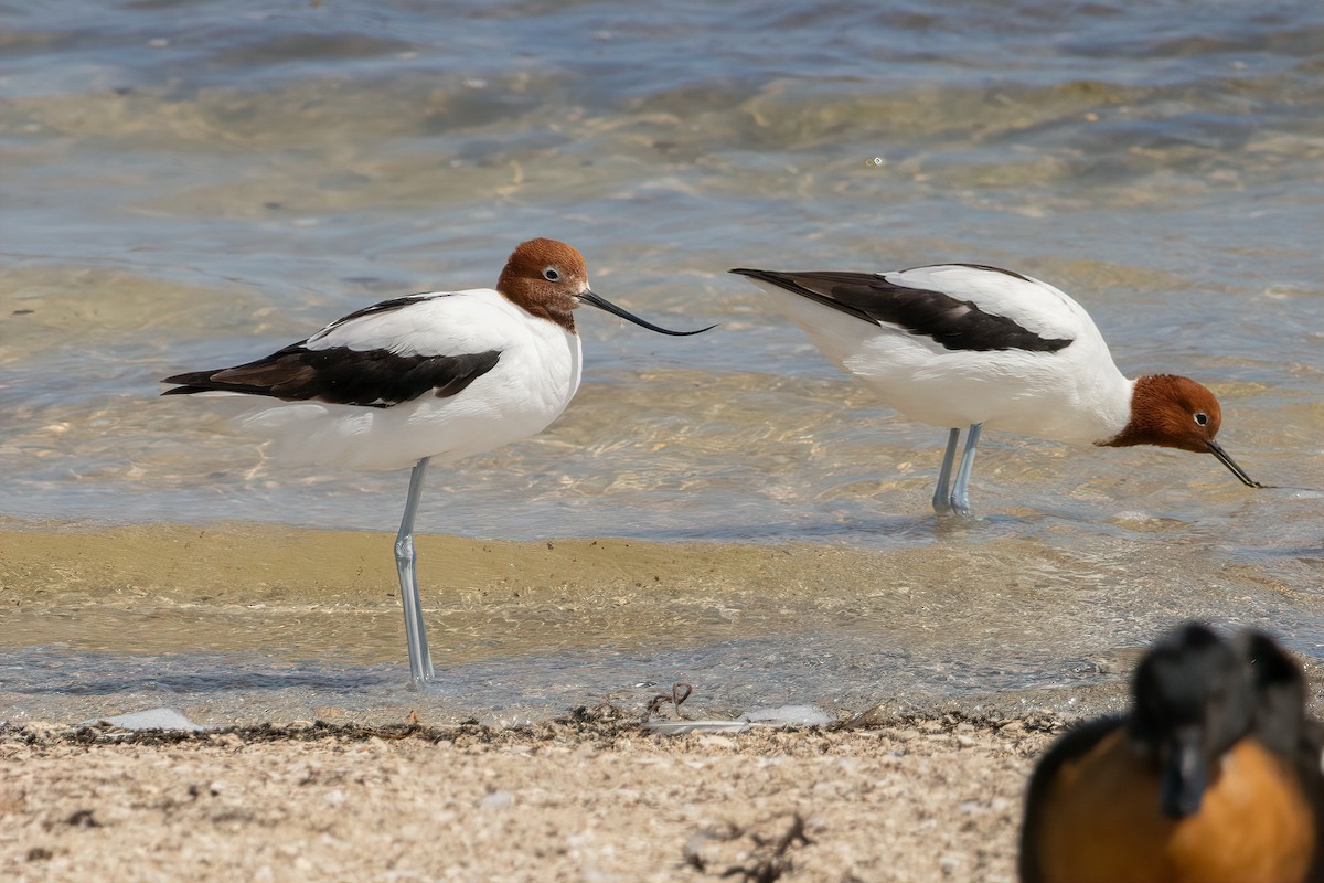 brunhodeavosett - ML645299458