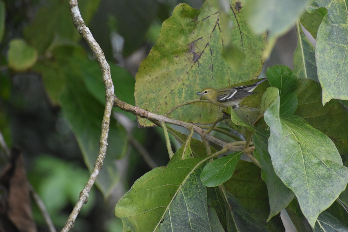 Пісняр-лісовик каштановий - ML645299461
