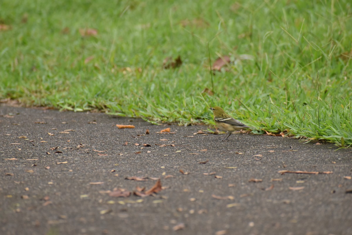 Пісняр-лісовик каштановий - ML645299462