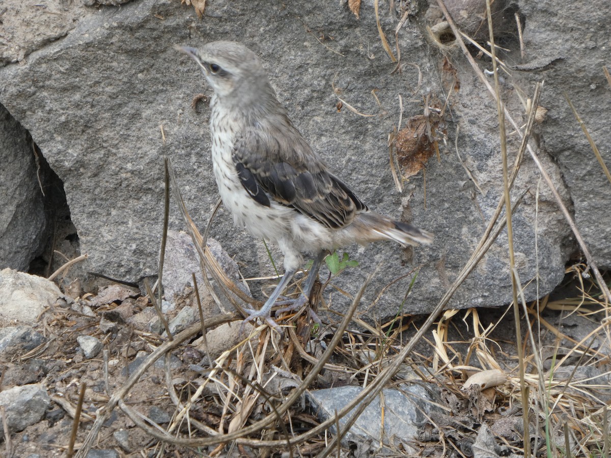 Tropikal Taklitçi - ML645299465