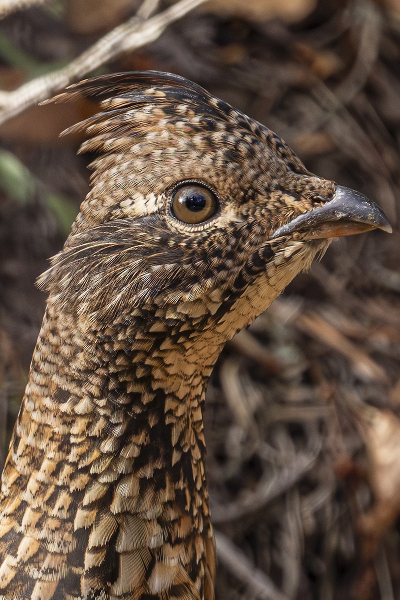 jeřábek kanadský - ML645299466