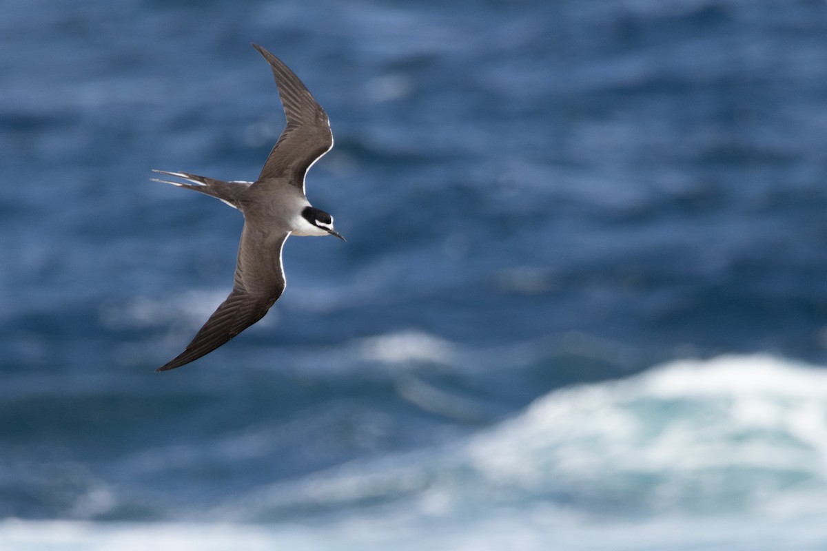 Bridled Tern - ML645299467