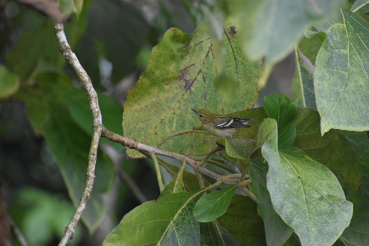 Пісняр-лісовик каштановий - ML645299475