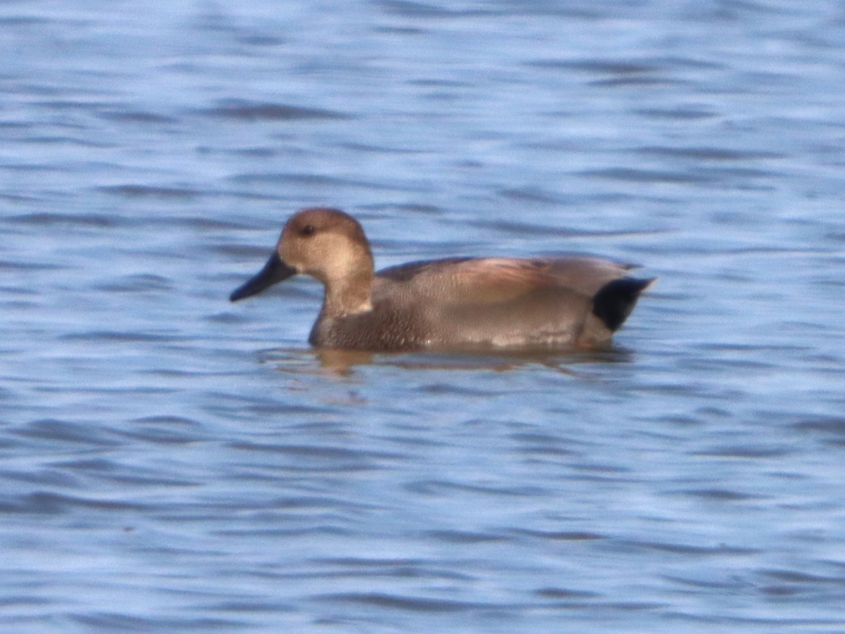 Нерозень - ML645299477