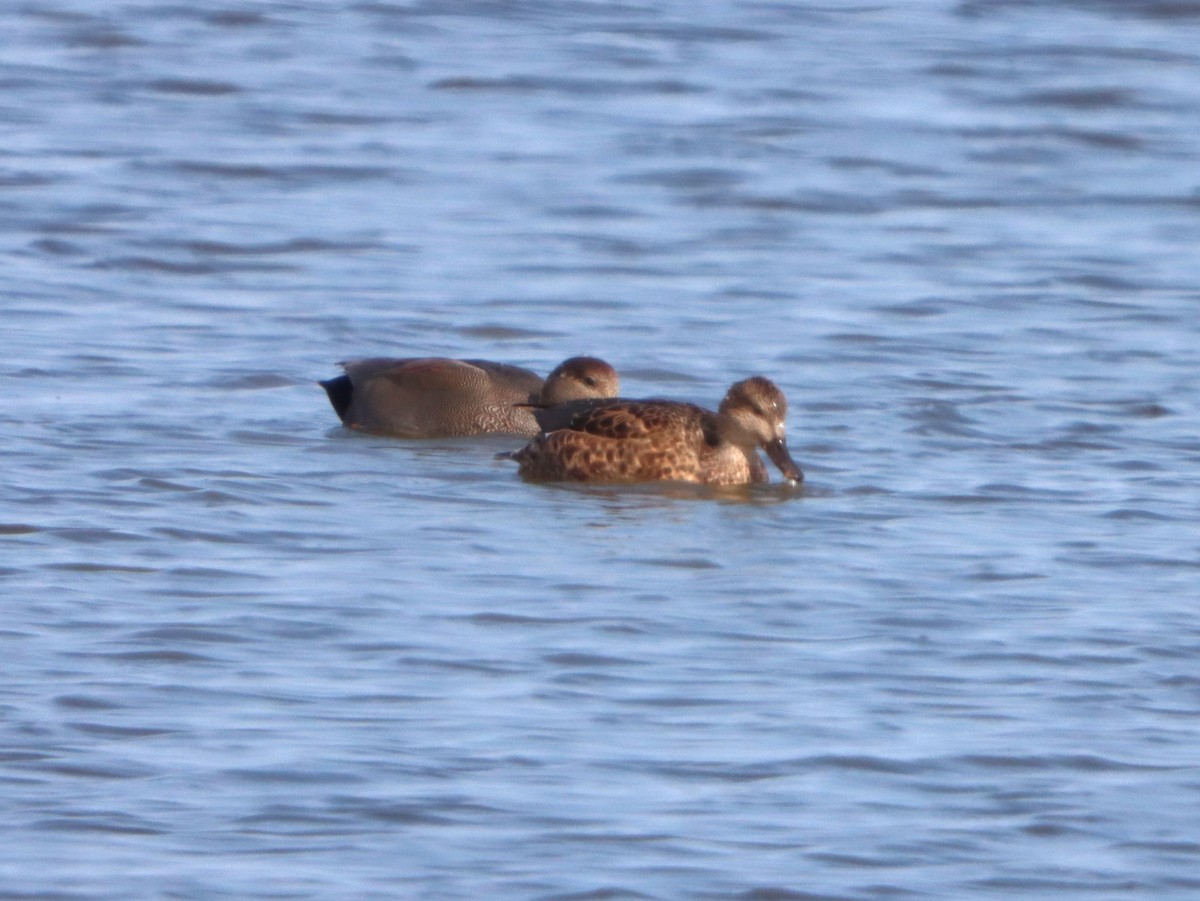 Нерозень - ML645299478