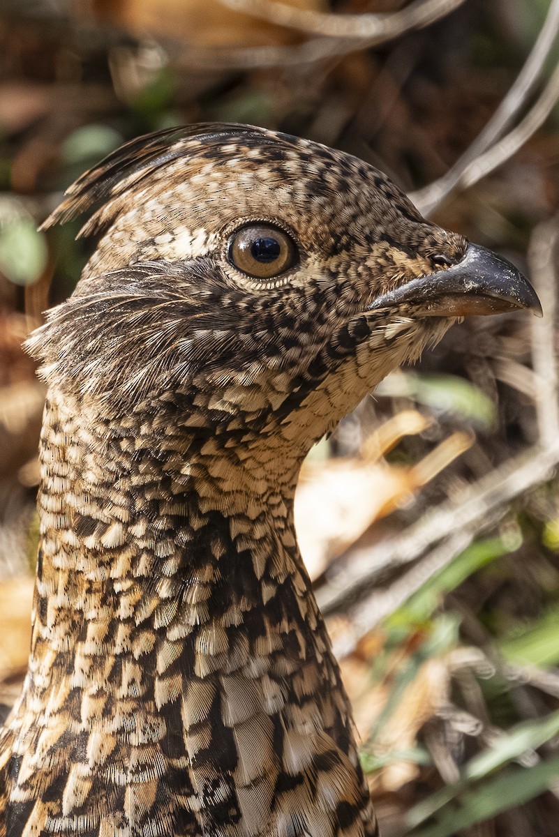 jeřábek kanadský - ML645299490