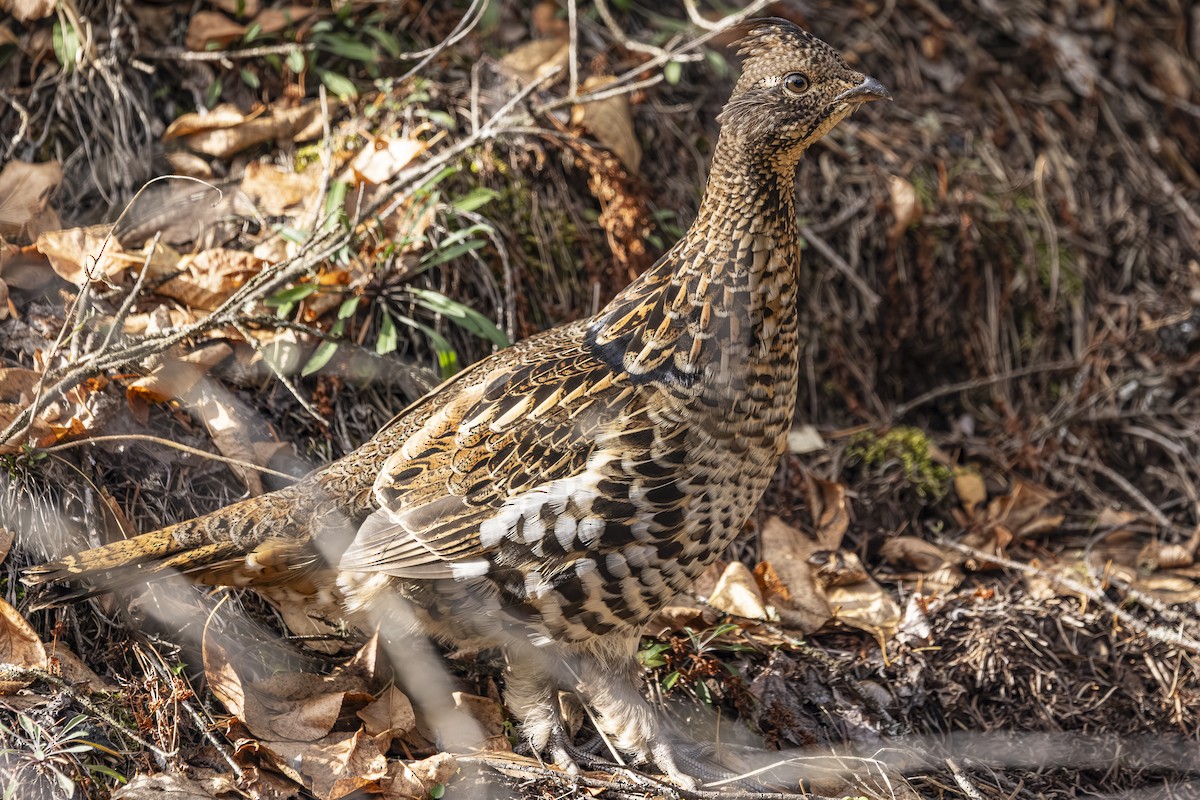 jeřábek kanadský - ML645299492