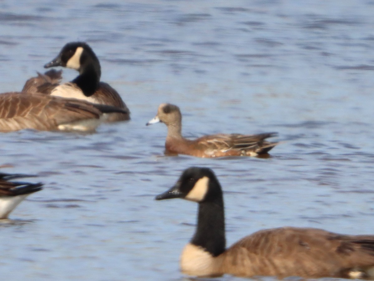 Свищ американський - ML645299499