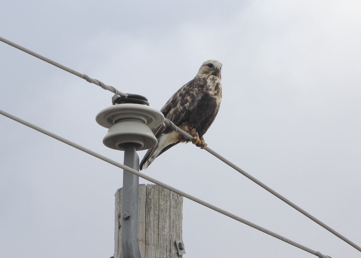 Rough-legged Hawk - ML645299505