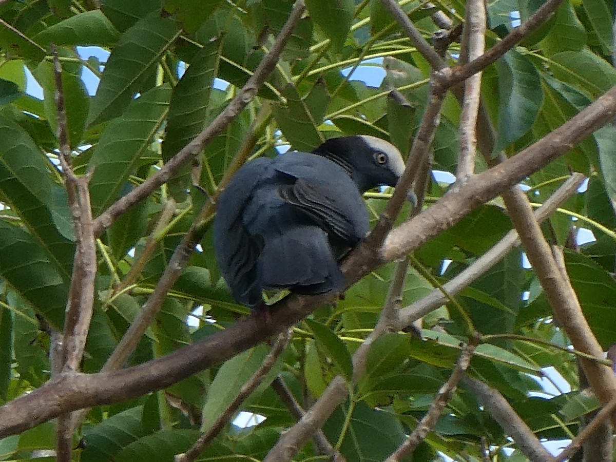 White-crowned Pigeon - ML645299513