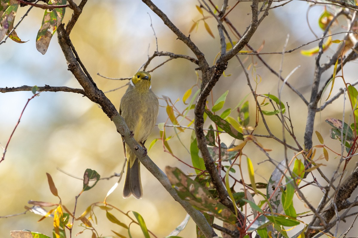 hvitsmykkehonningeter - ML645299515