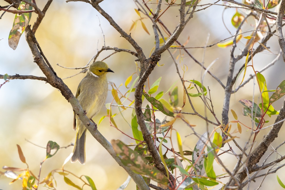 hvitsmykkehonningeter - ML645299516