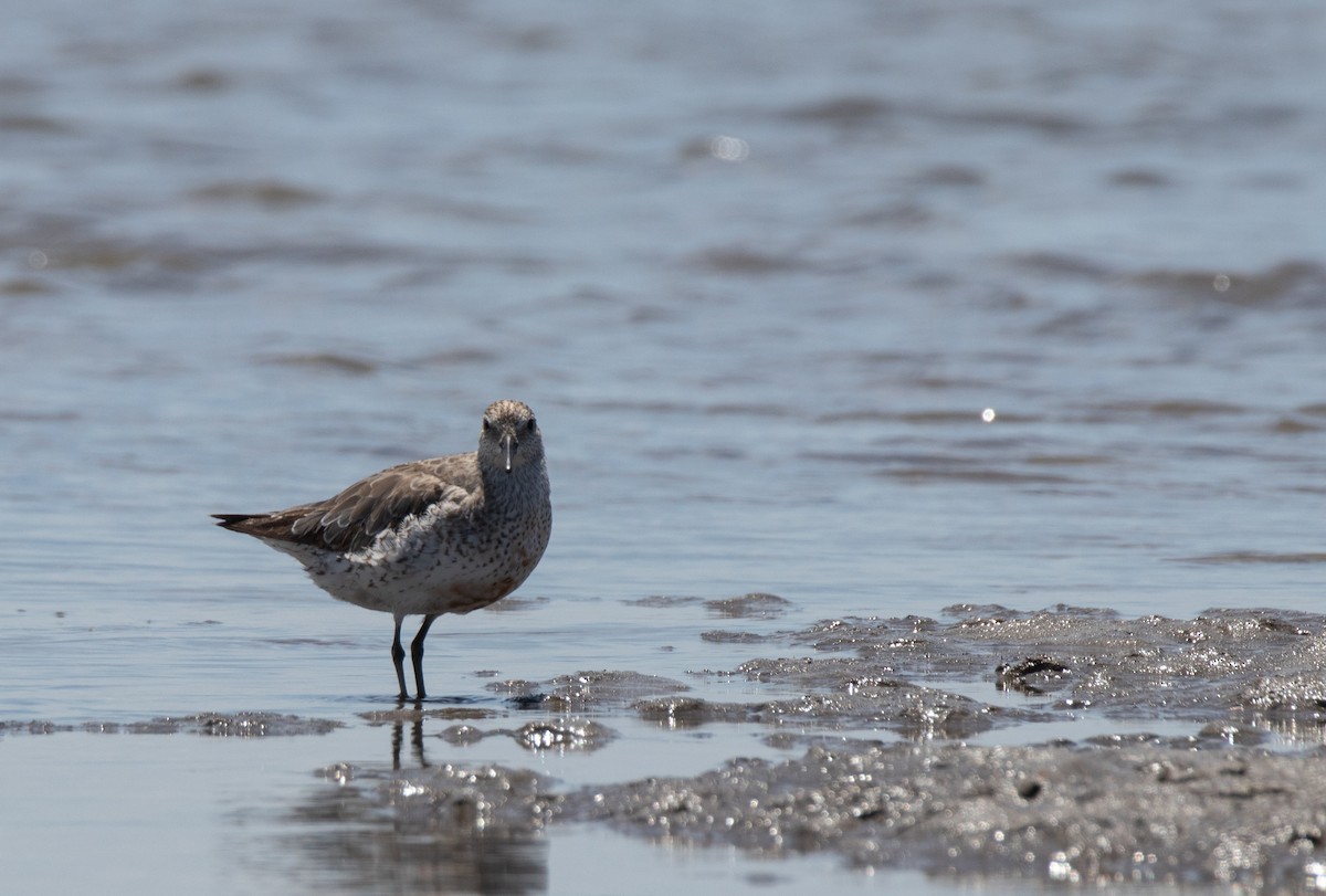 Red Knot - ML645299520