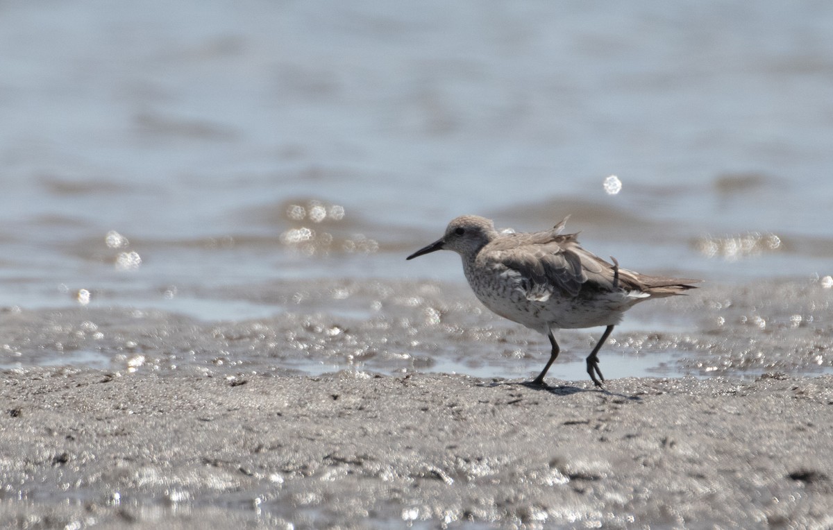 Red Knot - ML645299521