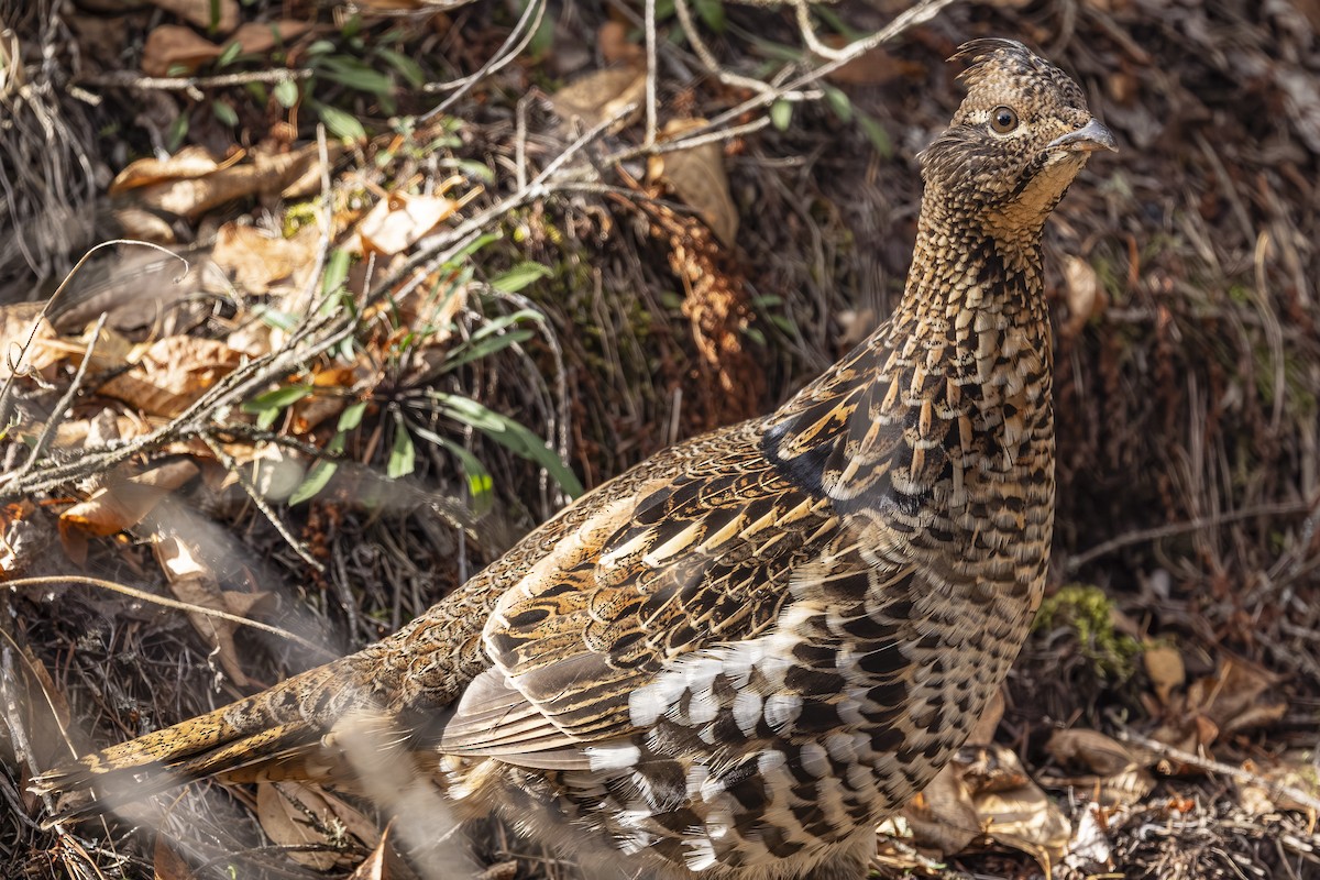 jeřábek kanadský - ML645299523