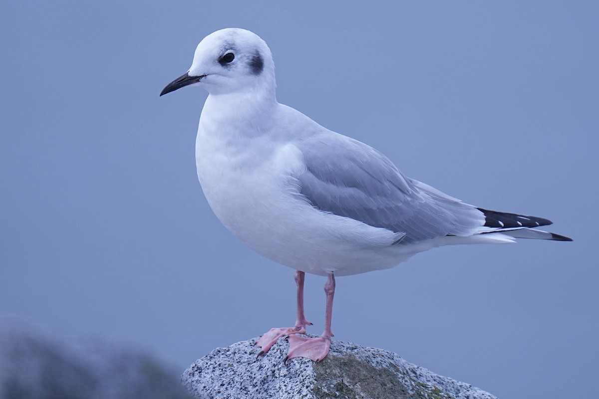 Bonaparte's Gull - ML645299524