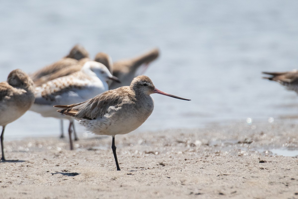 Bar-tailed Godwit - ML645299526