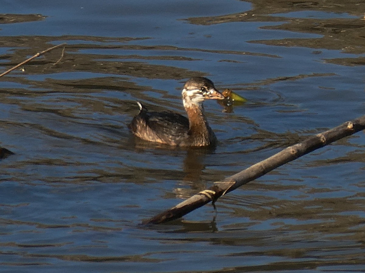 Pied-billed Grebe - ML645299530