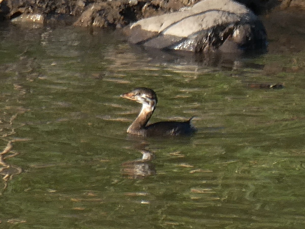 Pied-billed Grebe - ML645299531