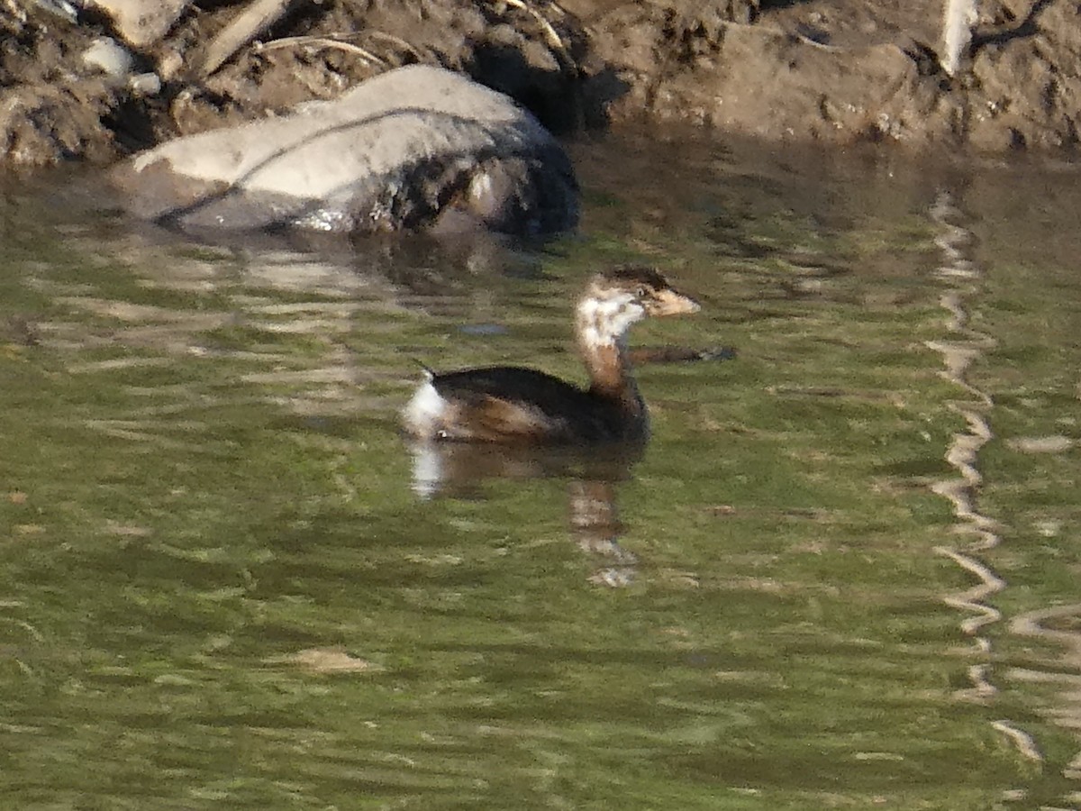 Pied-billed Grebe - ML645299532