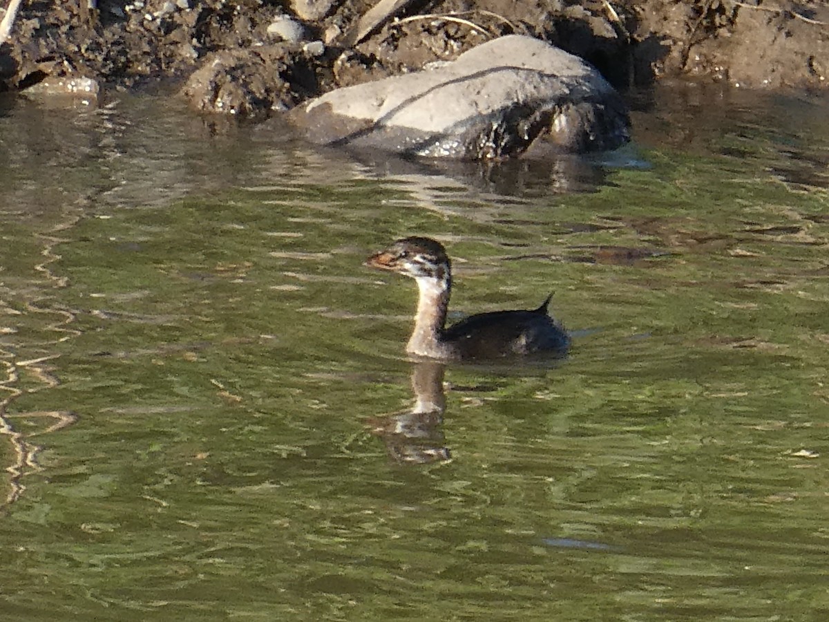 Pied-billed Grebe - ML645299533