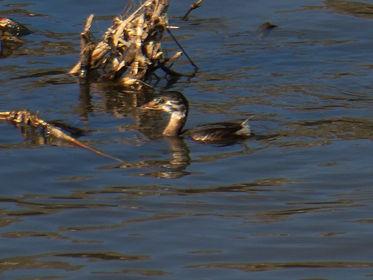 Pied-billed Grebe - ML645299534