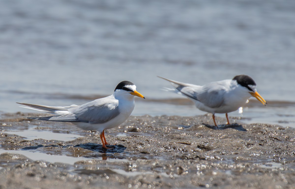 Little Tern - ML645299536