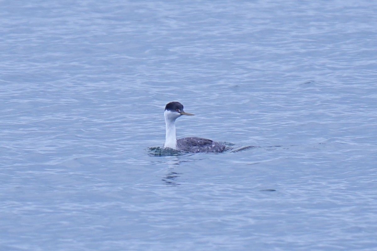 Western Grebe - ML645299537