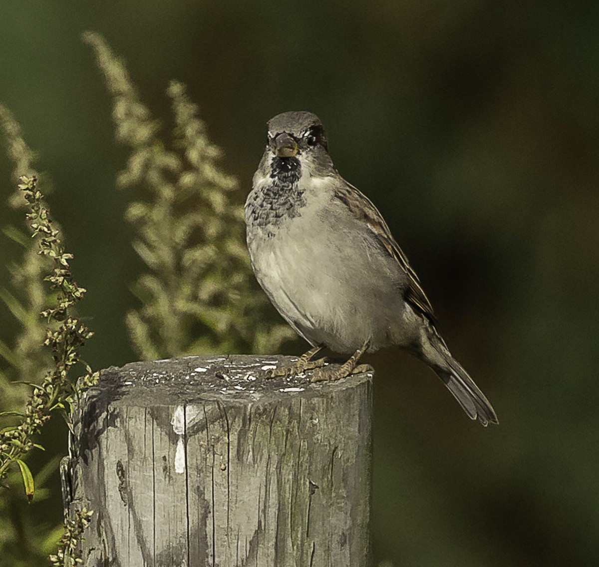 House Sparrow - ML645299550