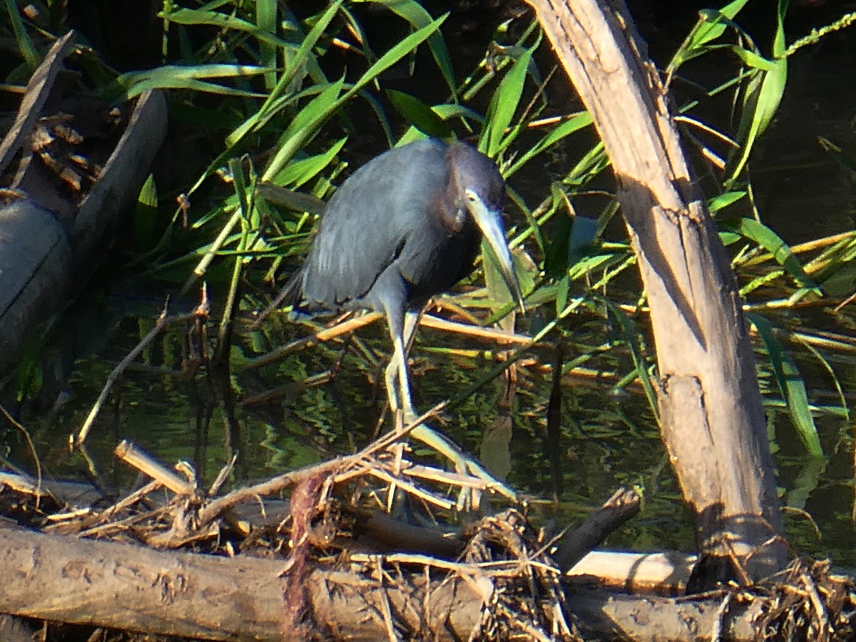 Little Blue Heron - ML645299551