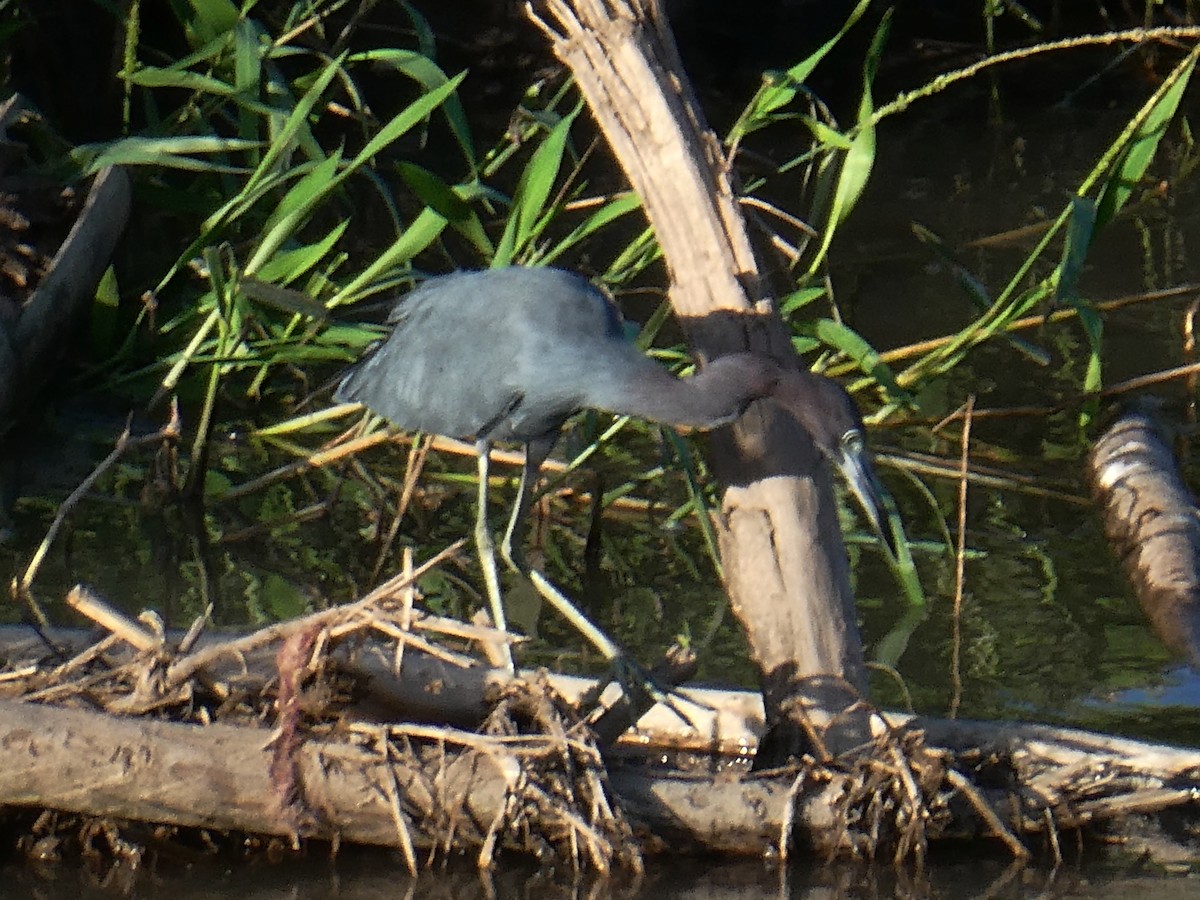 Little Blue Heron - ML645299553