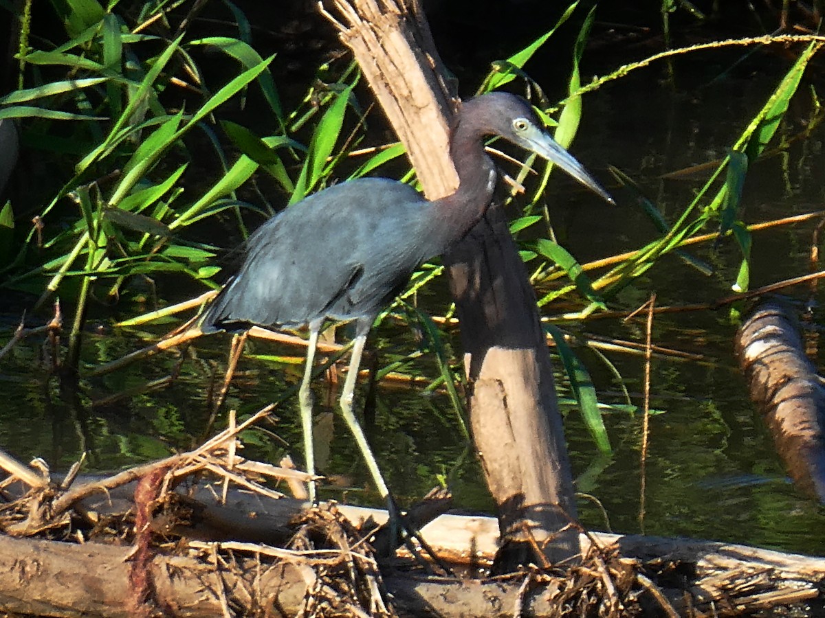 Little Blue Heron - ML645299554