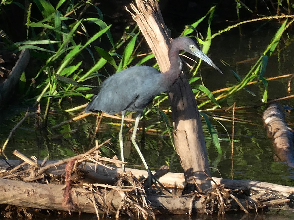 Little Blue Heron - ML645299556