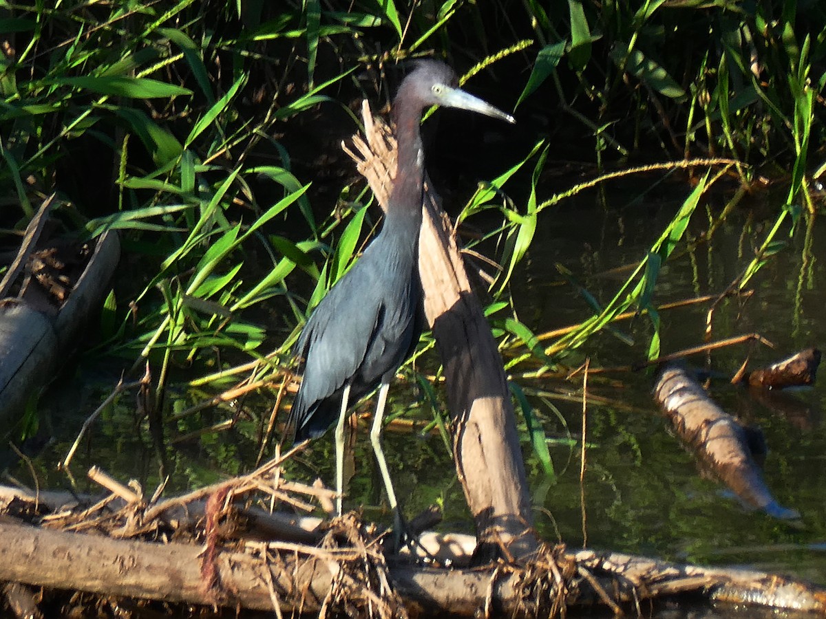 Little Blue Heron - ML645299557