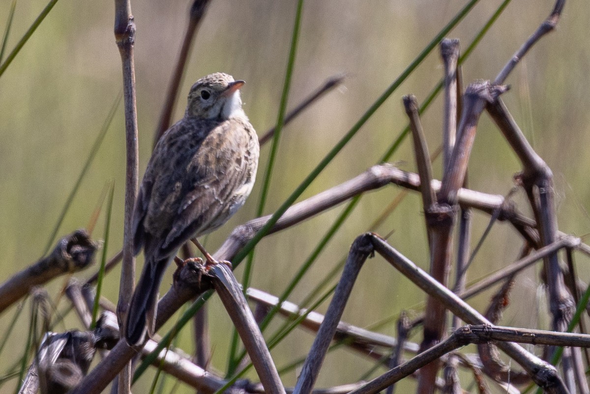 Australian Pipit - ML645299559