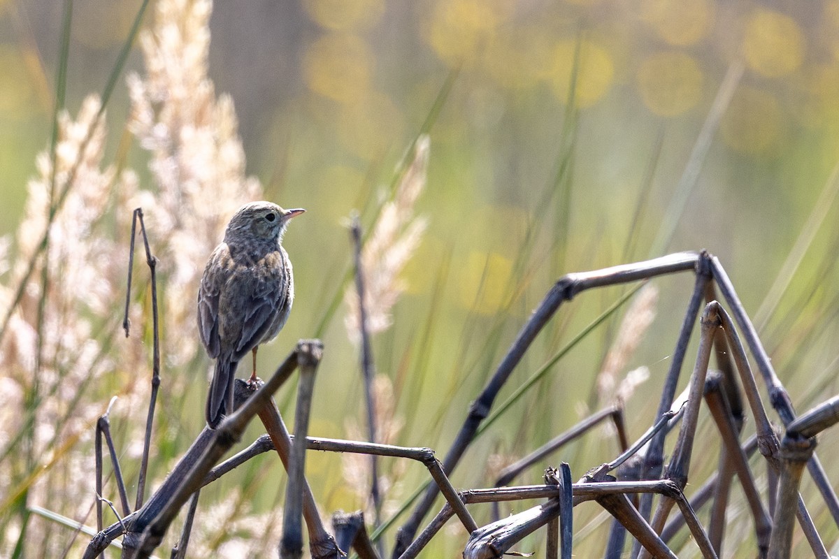 Australian Pipit - ML645299560