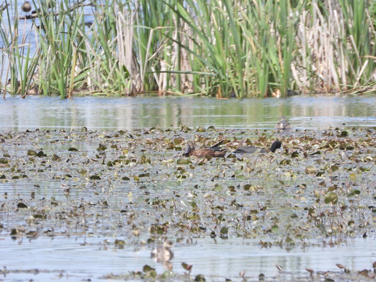 Australasian Shoveler - ML645299561