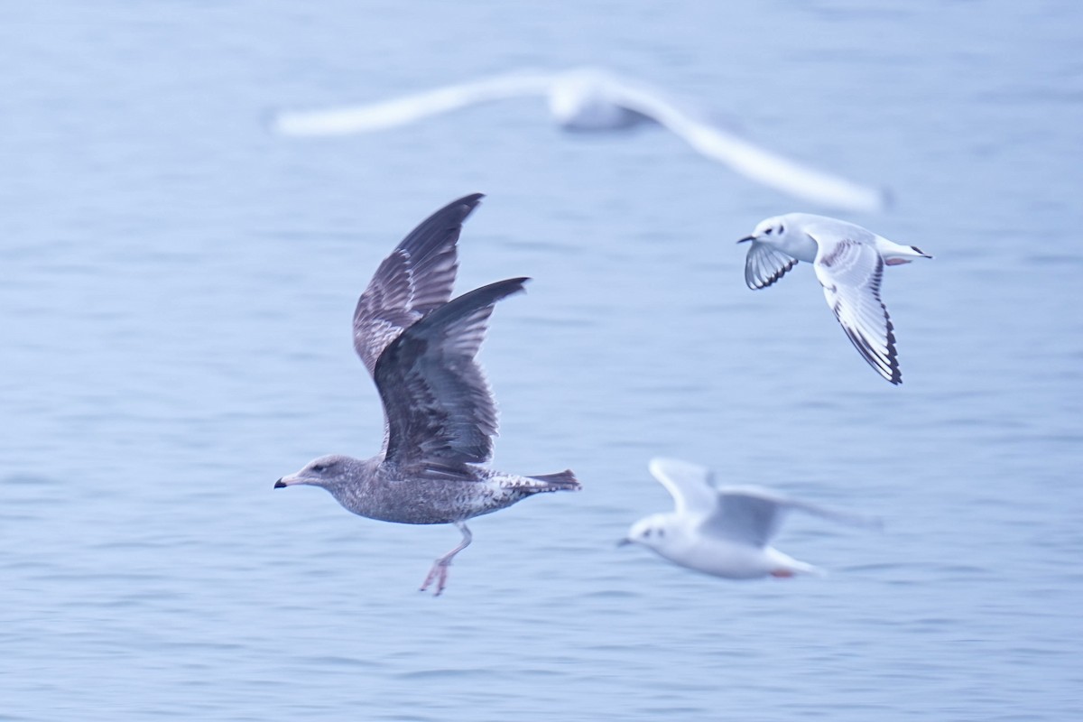 California Gull - ML645299563