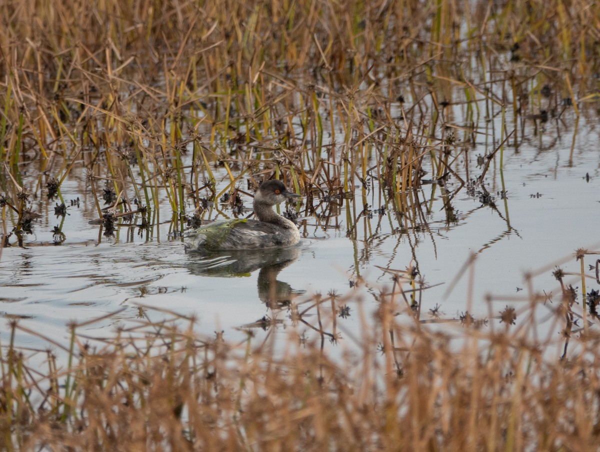 Eared Grebe - ML645299564
