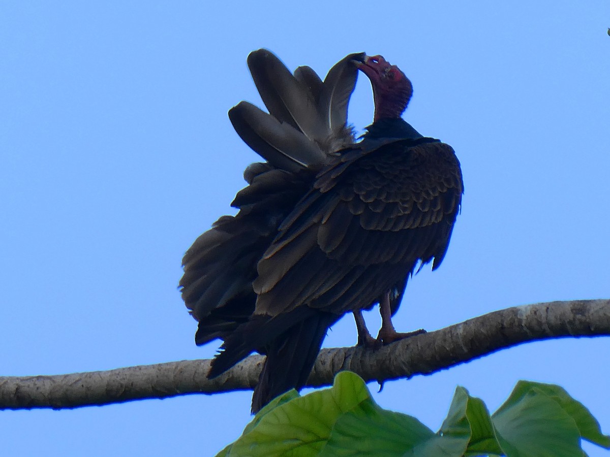 Turkey Vulture - ML645299566